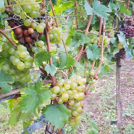 Ferienwohnung Weingut Lahmer August Kretzschau Luaran gambar