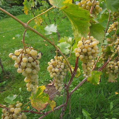 Ferienwohnung Weingut Lahmer August Kretzschau Luaran gambar