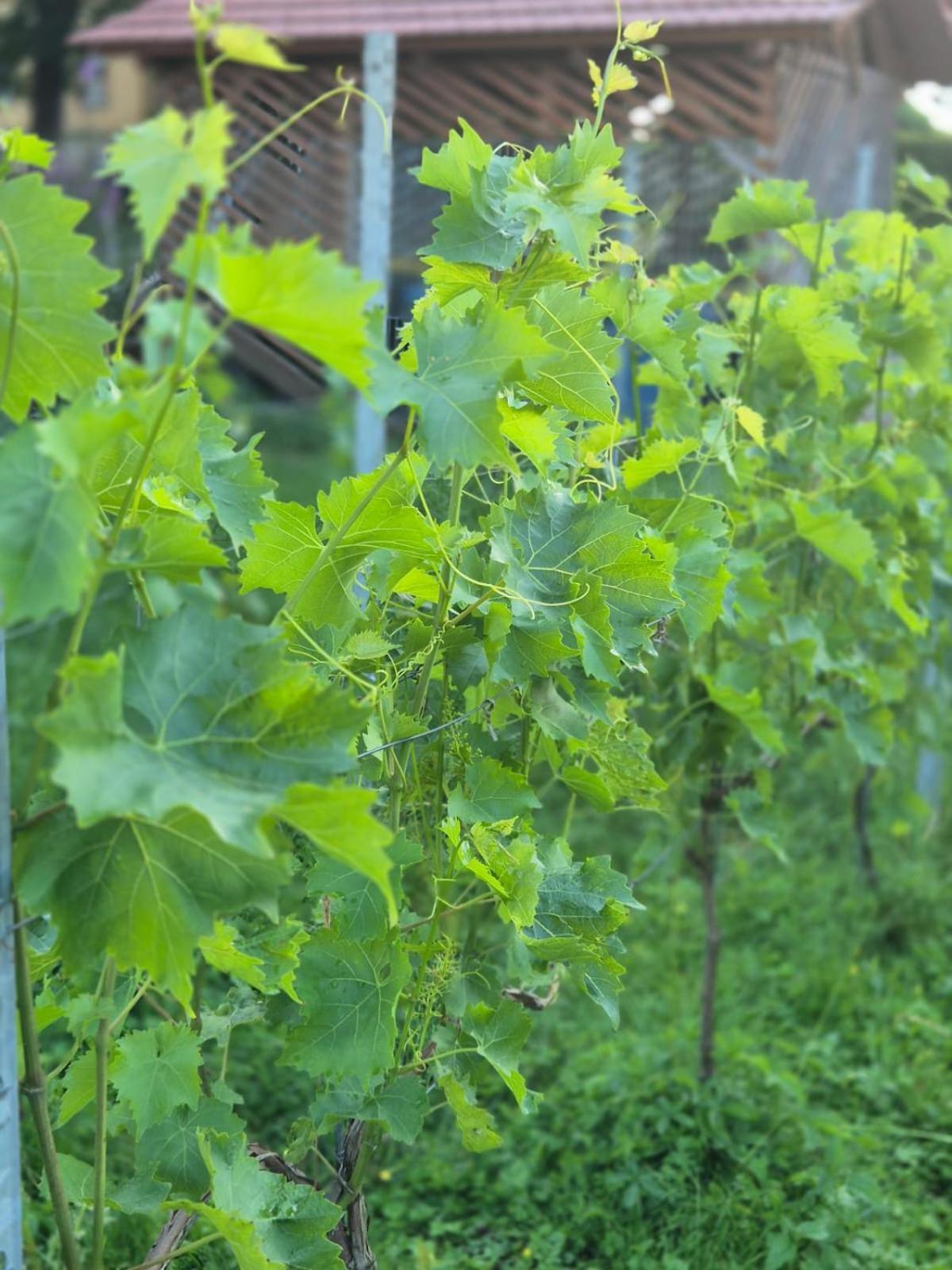 Ferienwohnung Weingut Lahmer August Kretzschau Luaran gambar