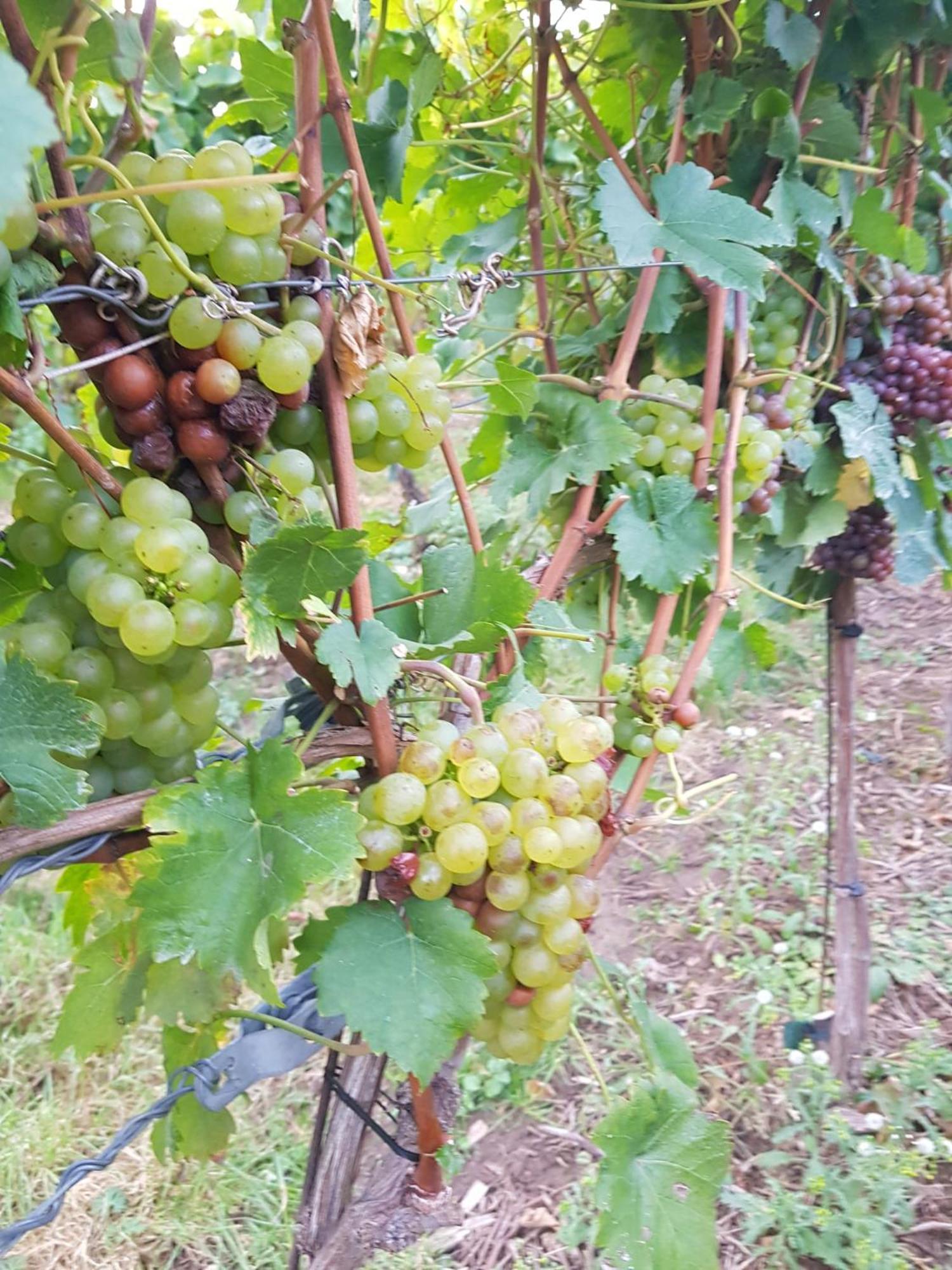Ferienwohnung Weingut Lahmer August Kretzschau Luaran gambar