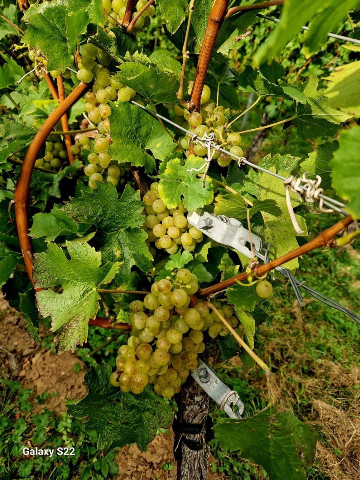 Ferienwohnung Weingut Lahmer August Kretzschau Luaran gambar