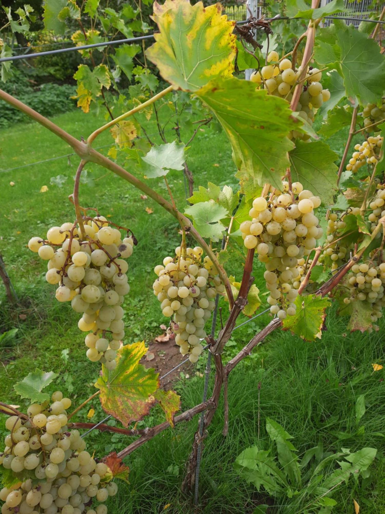 Ferienwohnung Weingut Lahmer August Kretzschau Luaran gambar